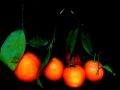 shiny-mandarines