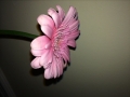 fowers-from-london-5